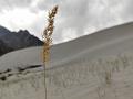 Ladakh Reedgrass