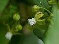 Lanceleaf Swallow-Wort