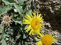 Large Bluntleaf Inula