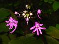 Large-Tail Balsam