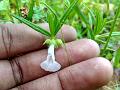 Long-Leaf Slitwort