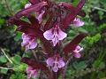 Long-Neck Lousewort