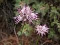 Long-Stamen Himalayan Onion