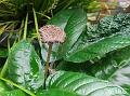 Mattress Button Plant
