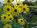 Mumbai Golden Daisy