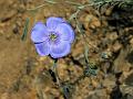 Perennial Flax