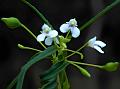 Periyar Balsam