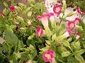 Pink Wishbone Flower