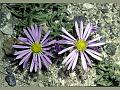 Prostrate Aster