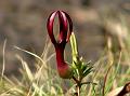 Purple-Red Ceropegia