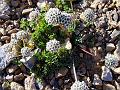 Rosette Milk Parsley