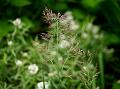 Rough Reedgrass