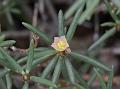 Shrubby Purslane