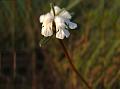 Shrubby Slitwort