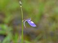Sickle-Spur Bladderwort