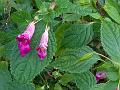 Spiral-Tail Balsam