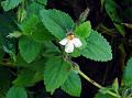 Sticky Bog-Herb