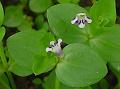 Tamilnadu Bog-Herb