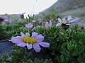 Three-Finger Ground Daisy