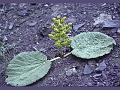 Tibetan Rhubarb