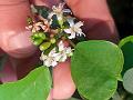 Toothed-Leaf Cordia