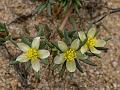 Tuberous Purslane