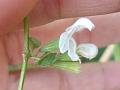 Twinflower Slitwort