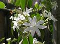 Wild Star Jasmine