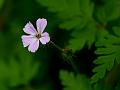 Woolly Geranium