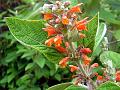 Woolly Mint Shrub