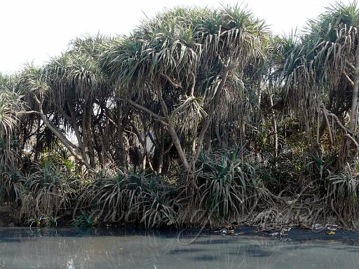 Pandanus Odorifer Kewda