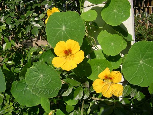 Tropaeolum Majus Nasturtium