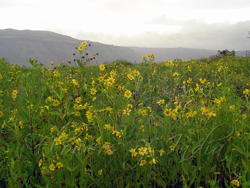 uchellu flower