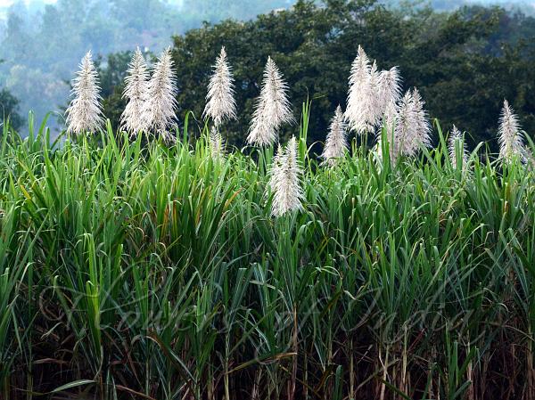 sugarcane plant flower
