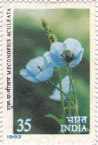 Meconopsis aculeata - Blue Poppy