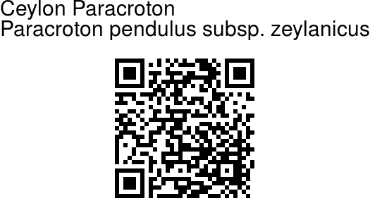 Paracroton pendulus subsp. zeylanicus - Ceylon Paracroton