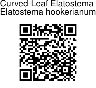 Elatostema hookerianum - Curved-Leaf Elatostema