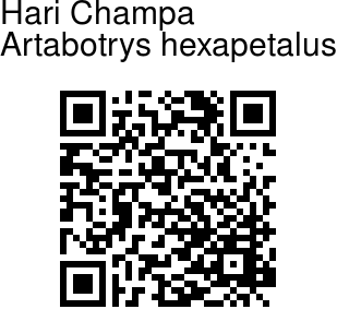 Artabotrys hexapetalus - Hari Champa