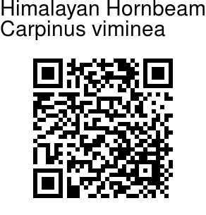 Carpinus viminea - Himalayan Hornbeam