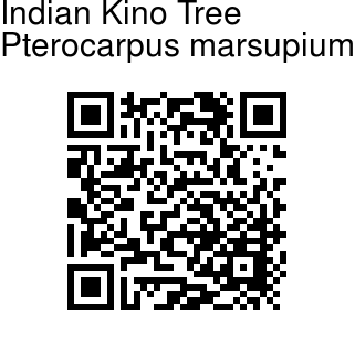 Pterocarpus marsupium - Indian Kino Tree