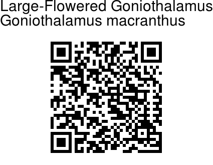 Goniothalamus macranthus - Large-Flowered Goniothalamus