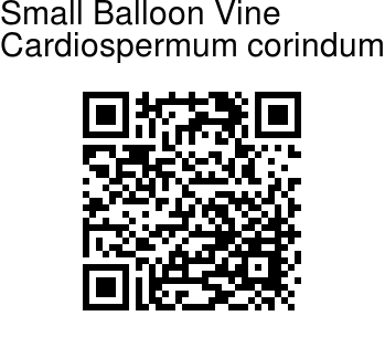 Cardiospermum Corindum Small Balloon Vine