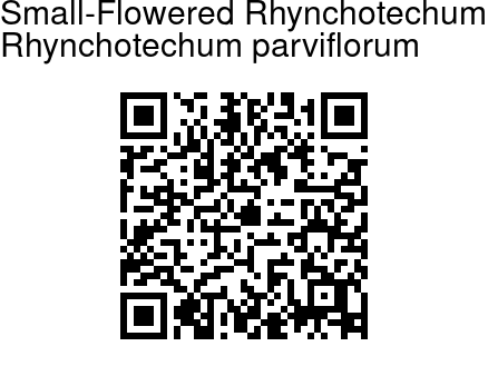 Rhynchotechum parviflorum - Small-Flowered Rhynchotechum