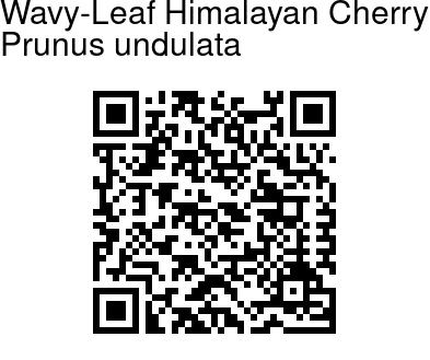 Prunus undulata - Wavy-Leaf Himalayan Cherry