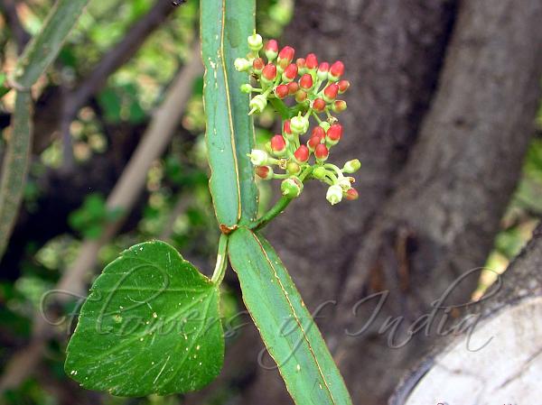 Adamant Creeper