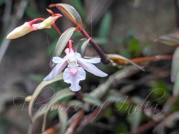 Agastyamala Dendrobium