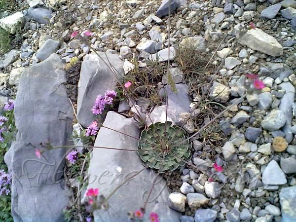 Aizoon Rock Jasmine