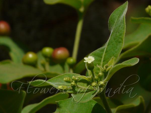 American Serpentwood