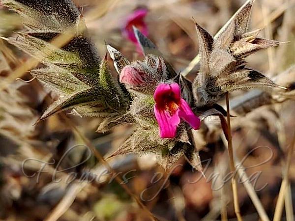 Anantapura Scaly-Ball