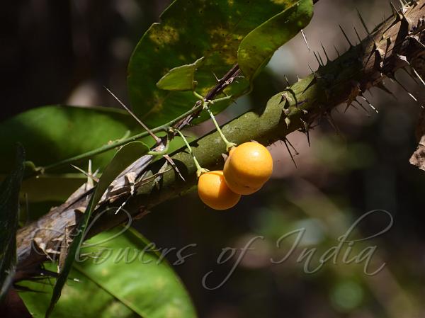 Andaman Climbing Orange